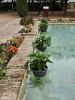 PICTURES/Cordoba - The Alcazar/t_20231031_100341.jpg